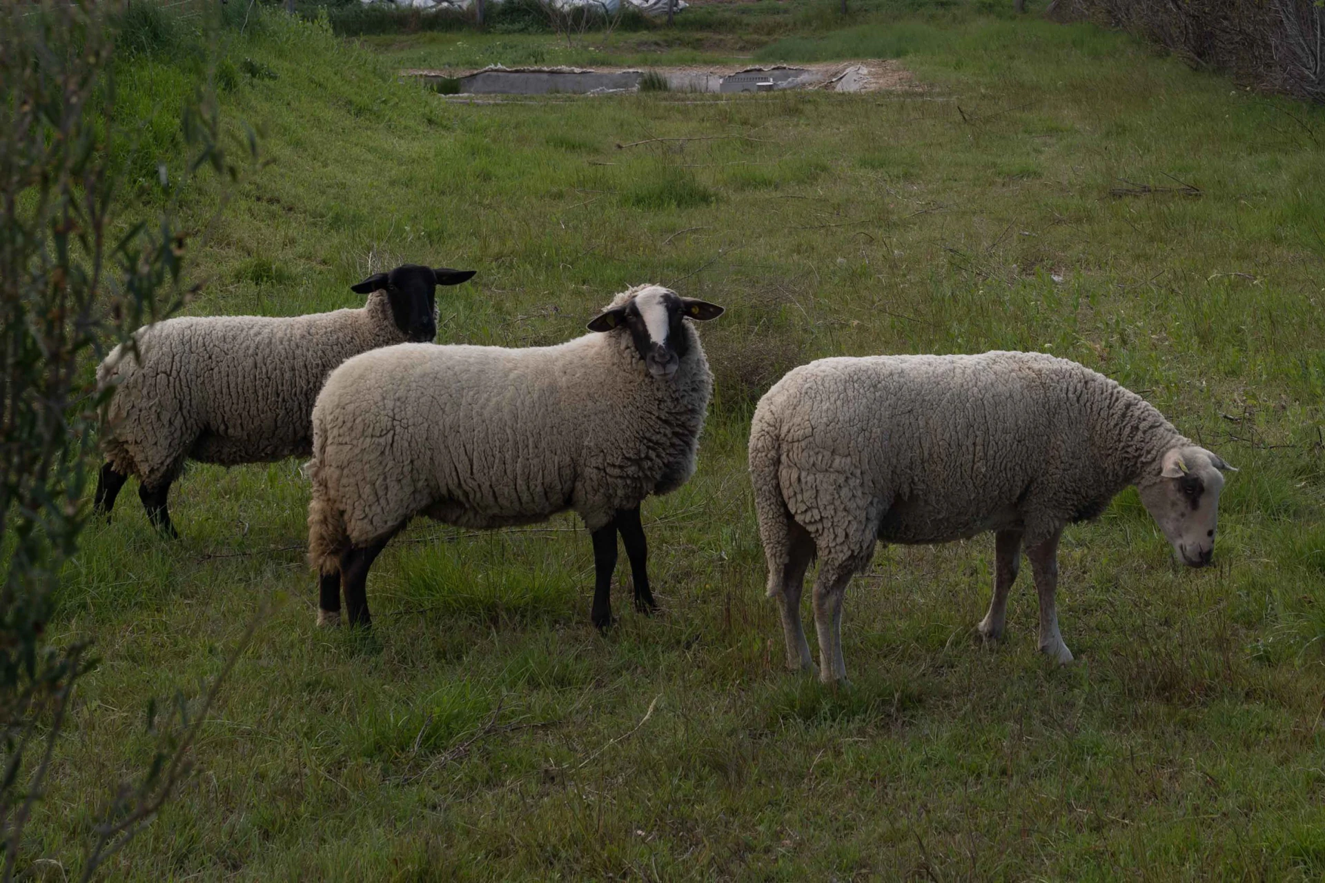 Moutons sur les terres d'Armand Arnal