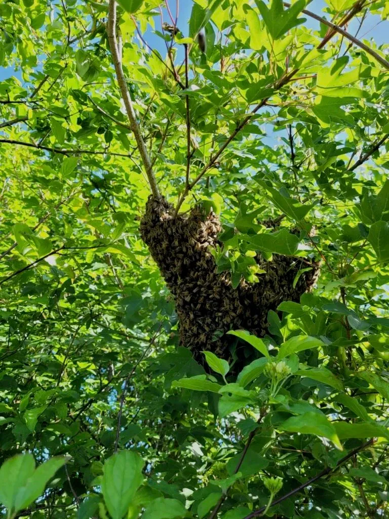 Un nid d'abeilles sauvages dans un arbre dans la forêt comestible de Fabrice Desjours