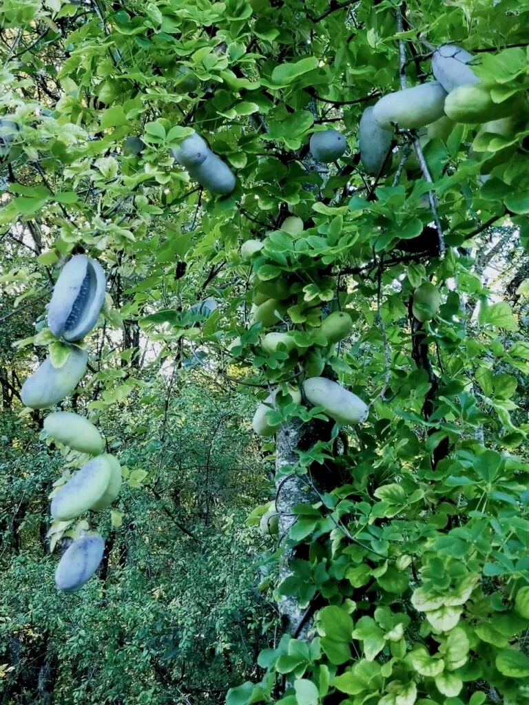 Akébies fruits dans la forêt comestible de Fabrice Desjours