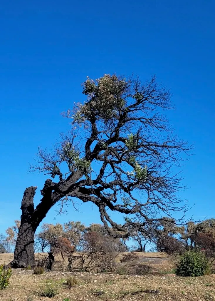 Restes d'un arbre calciné après un feu de forêt