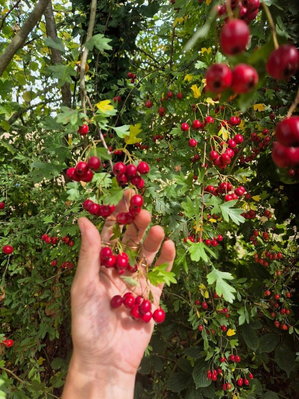 Main tenant une grappe de cénelles rouges cueillies sur un buisson d'aubépine touffu