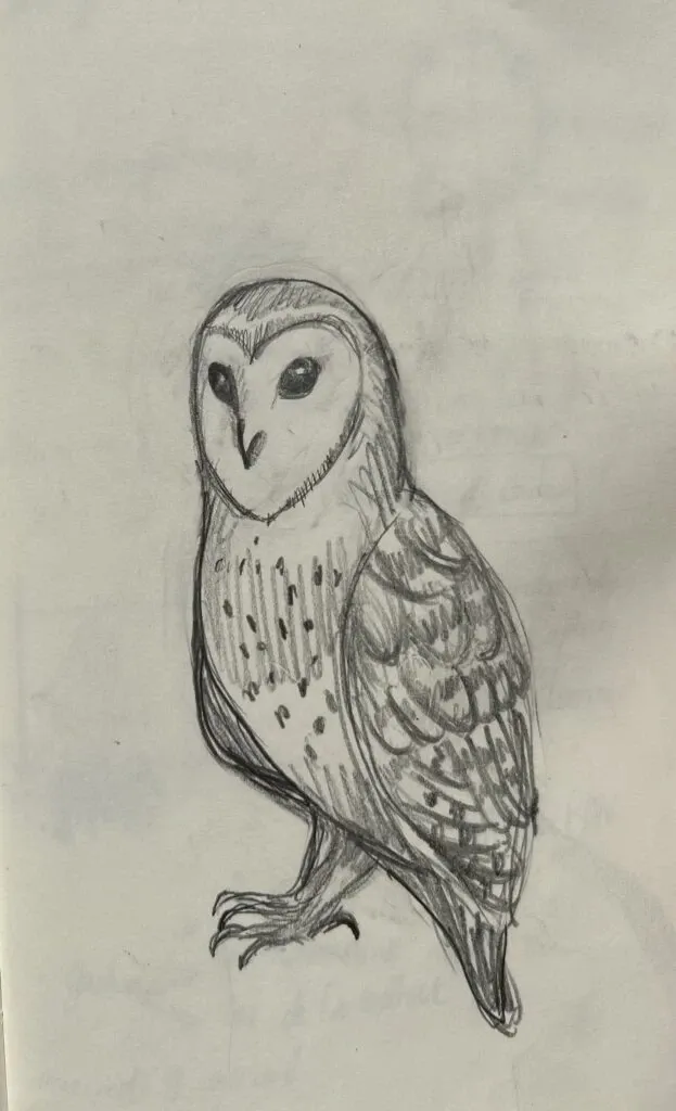 Croquis chouette au crayon de Thomas Baffault