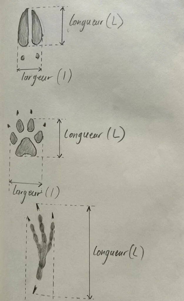Croquis d'empreintes animale au crayon de papier par Thomas Baffault