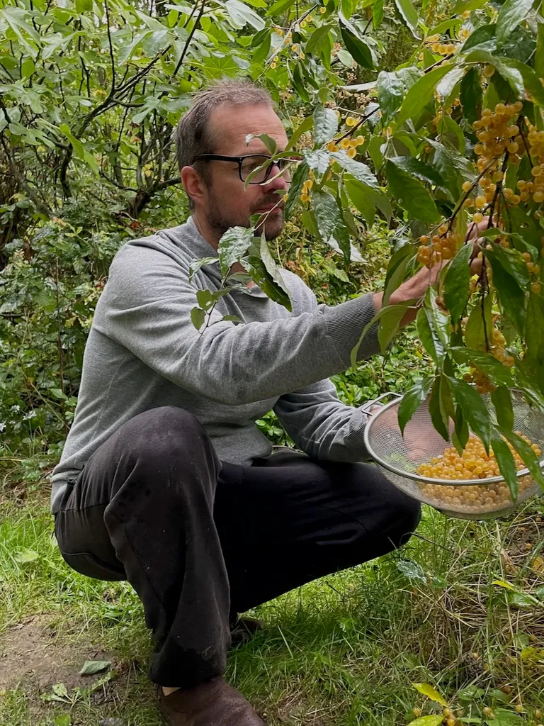 Fabrice des jours accroupie pour cueillir les fruits d'un arbre