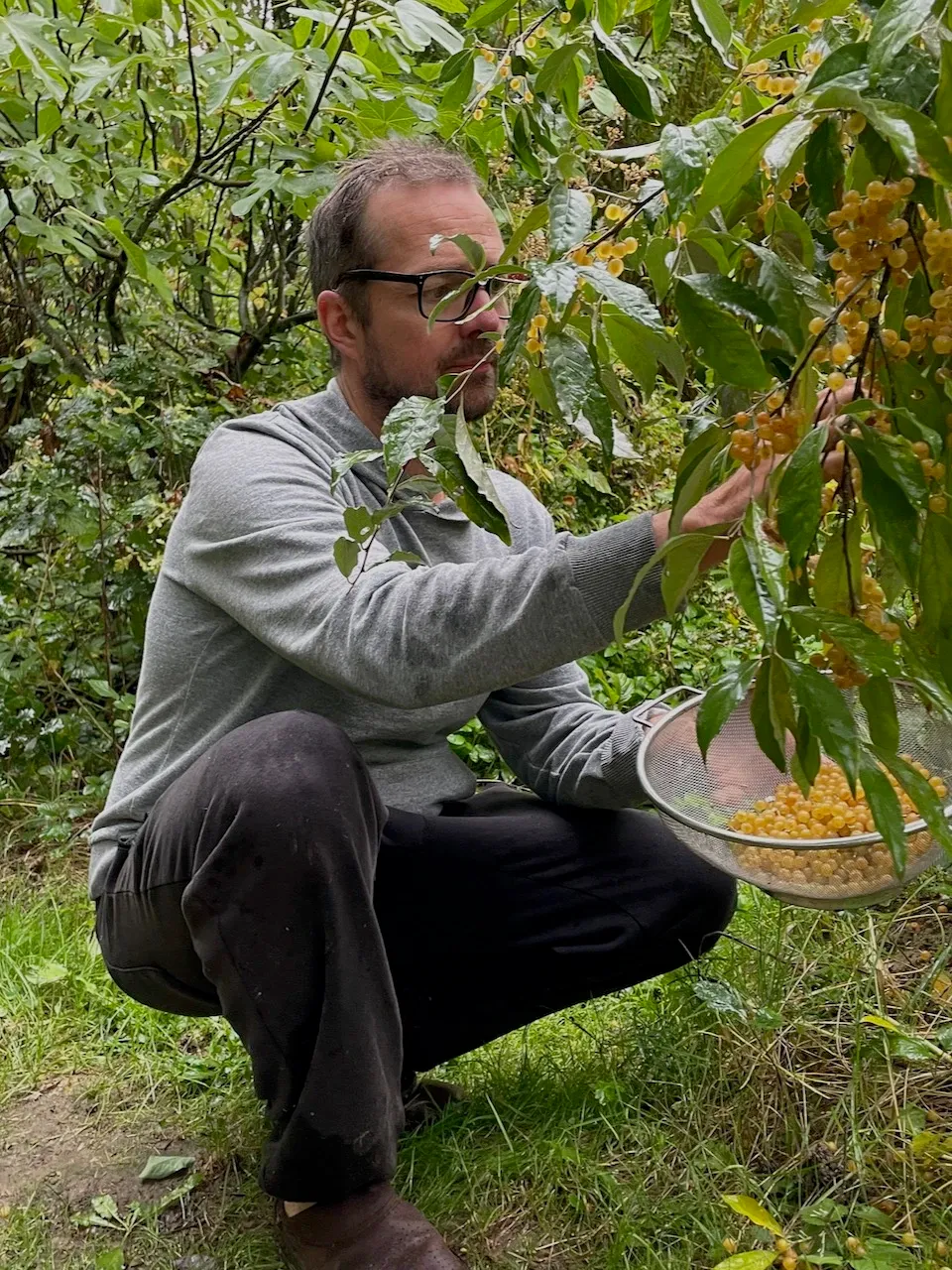 Fabrice des jours accroupie pour cueillir les fruits d'un arbre