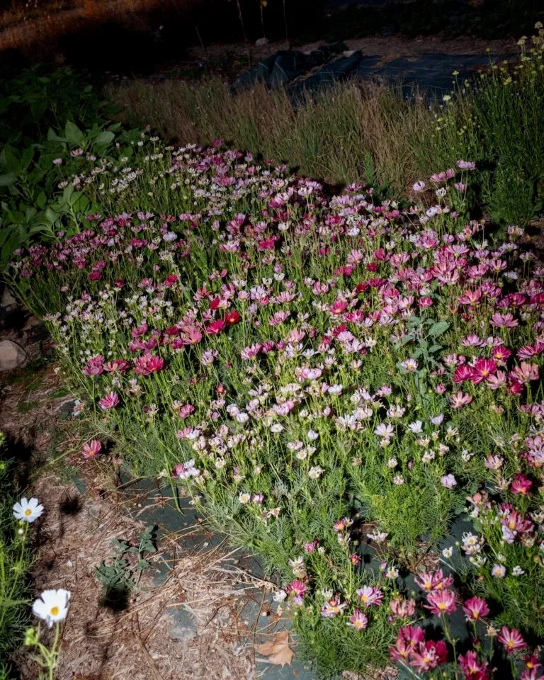 Parterre de fleurs de nuit