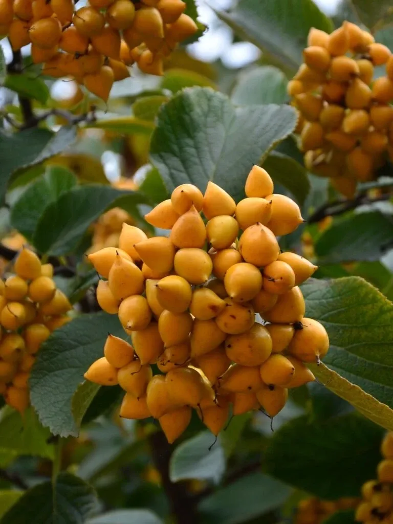 Fruit de cabrillet jaunes