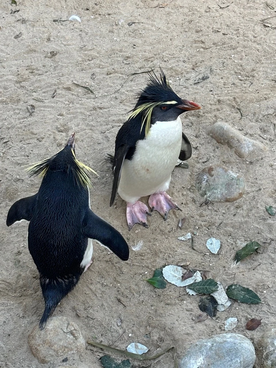 Couple de manchots en Afrique du Sud