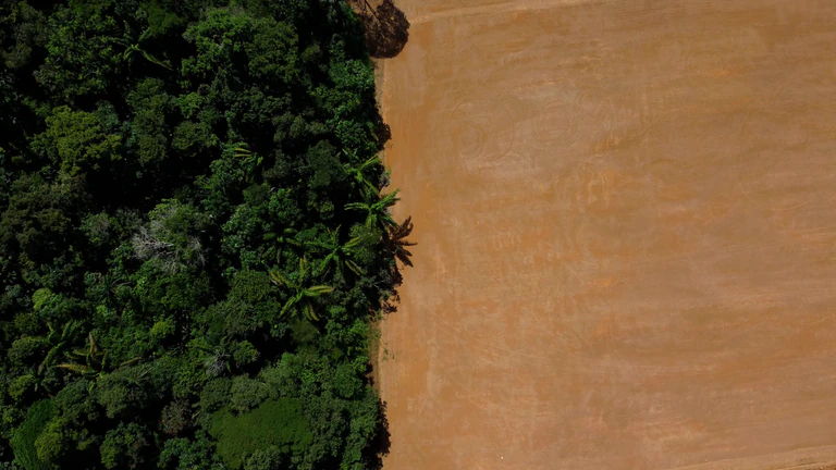 Vue aérienne d'une forêt et d'un champ