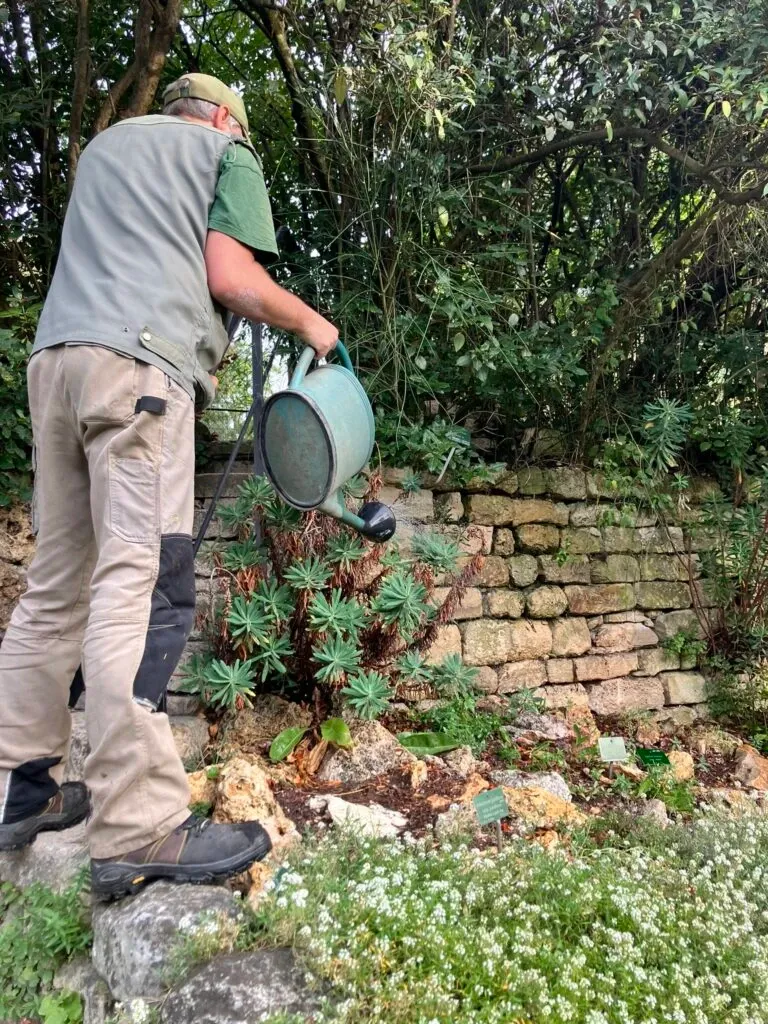 Jardinier arrose une plante avec un arrosoir