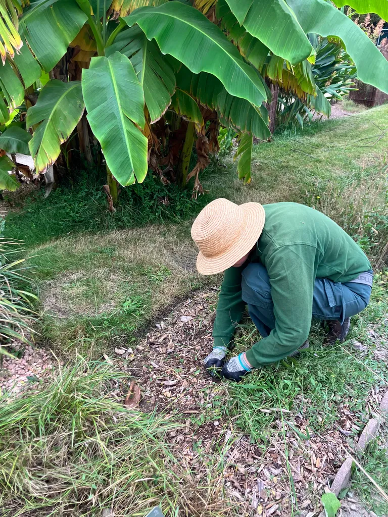 Jardinier désherbe un carré potager