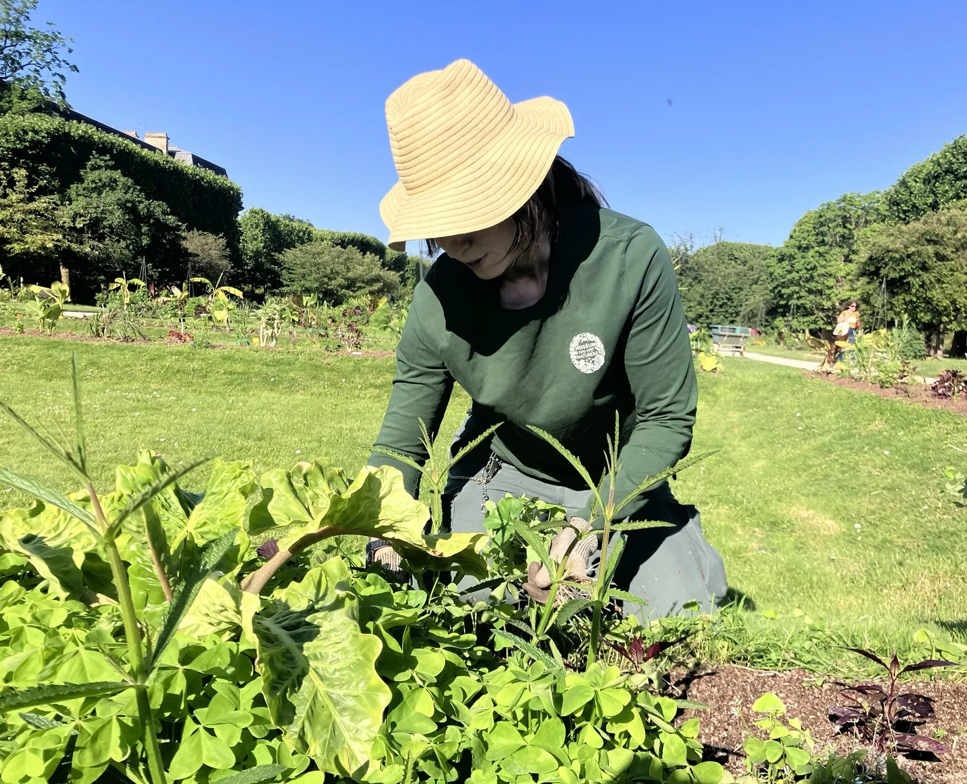 Jardinier avec un chapeau cueille des plantes du potager sous le soleil