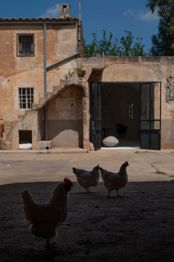 Poules à Majorque