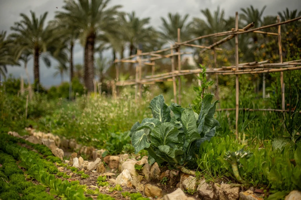 Gros plan sur un chou vert dans un potager bordé de pierres, avec des tuteurs en bambou et des palmiers flous à l'arrière-plan