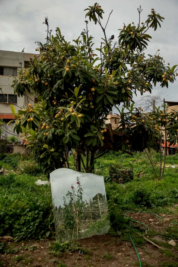 Néflier chargé de fruits orange dans un jardin, avec au pied un miroir posé sur la terre qui reflète des plantes grimpantes, et des immeubles en arrière-plan
