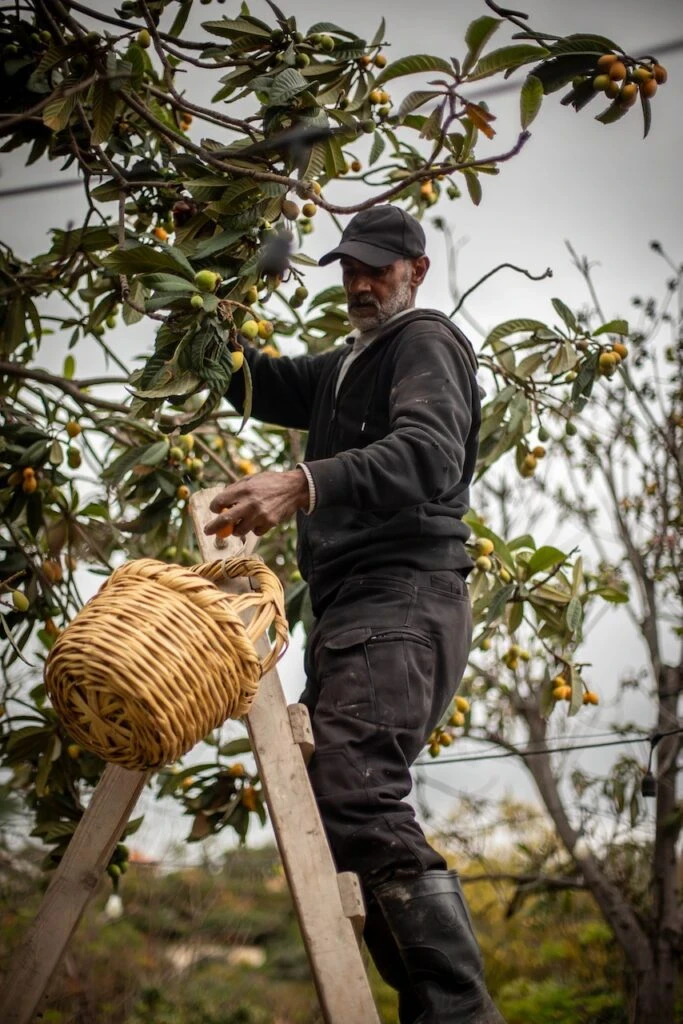 Homme à la barbe grisonnante et à la casquette, monté sur une échelle en bois, cueillant des nèfles dans un néflier avec un panier en osier posé sur l'échelle