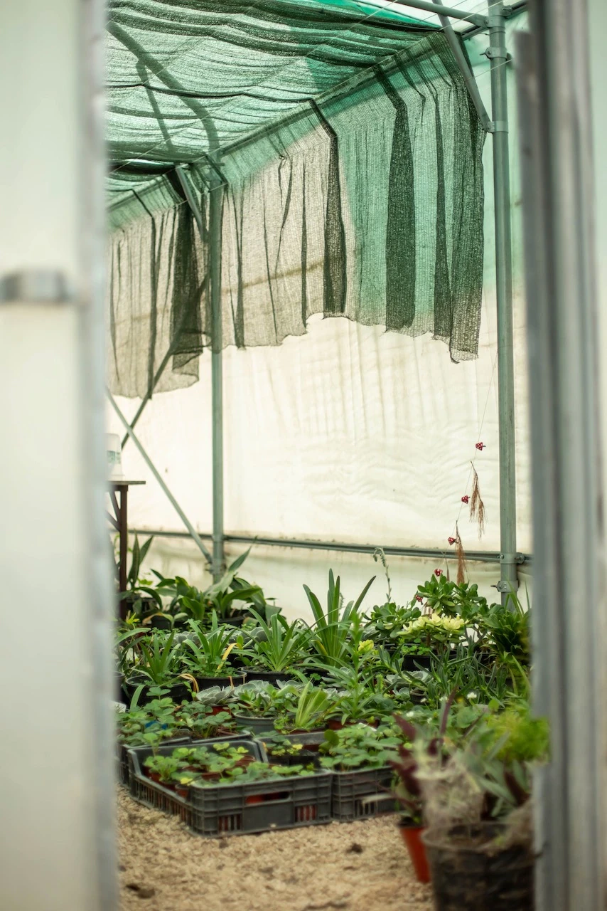 Intérieur d'une serre avec bâche d'ombrage verte, où des plants et des plantes en pots sont rangés dans des caisses et sur le sol
