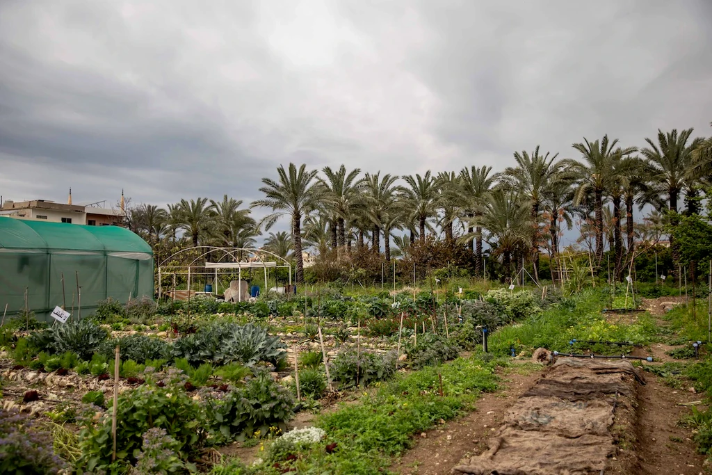 Vue d'ensemble d'un jardin potager avec rangs de légumes, serre verte et alignée de palmiers sous un ciel nuageux