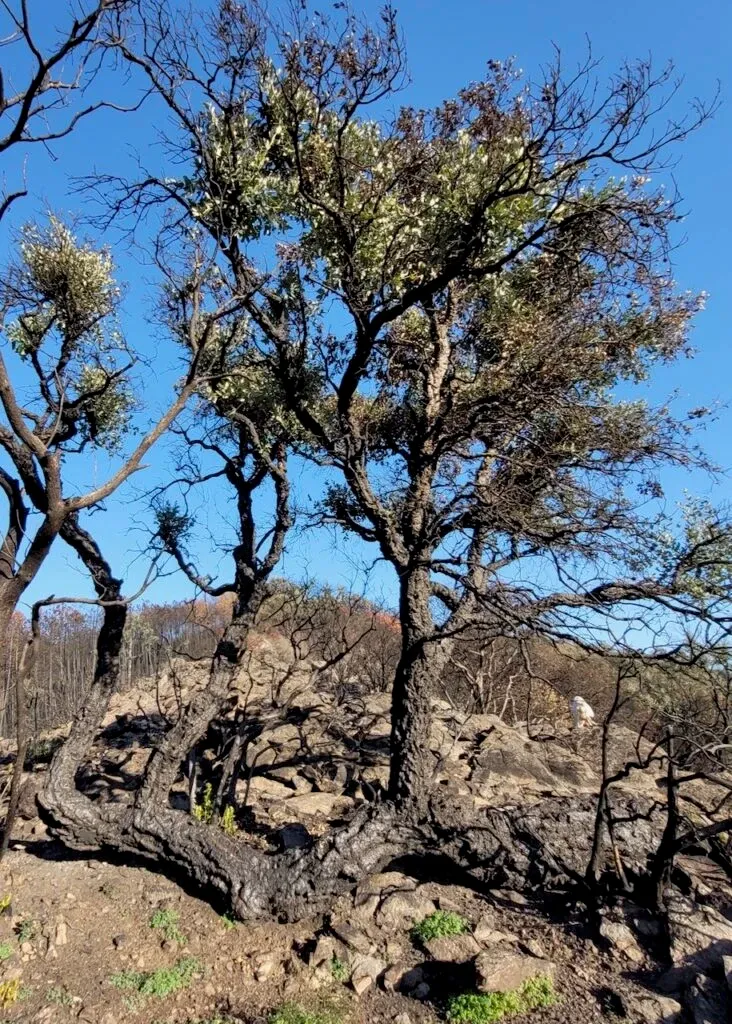 Arbre sur une colline sèche près de Marseille