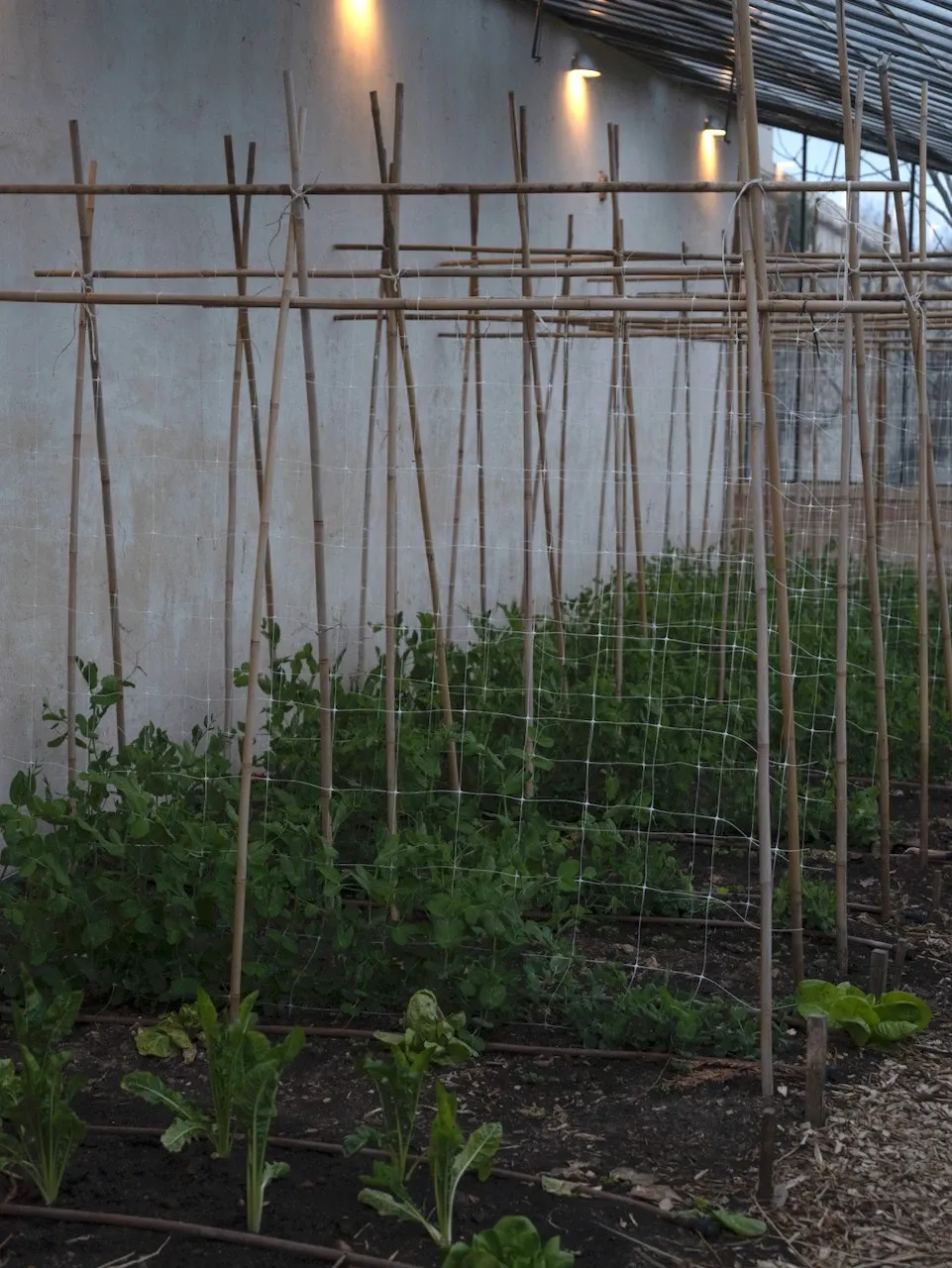 Plantations dans un potager