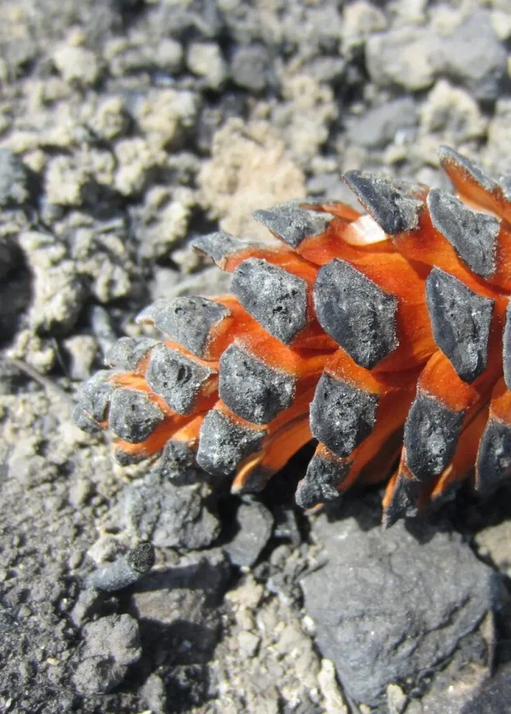 Pomme de pin sur le sol d'un forêt après un feu de forêt