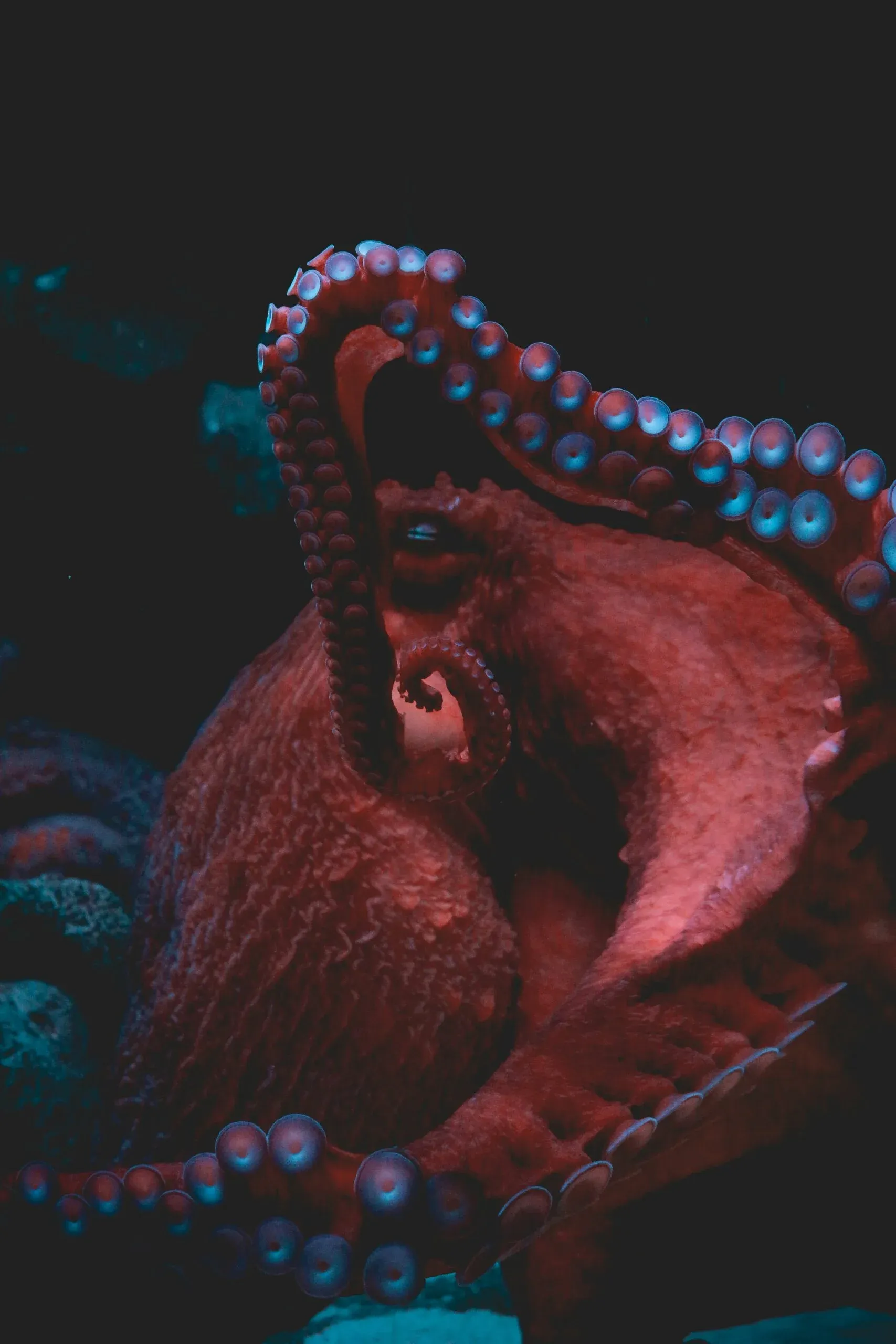 Poulpe rouge