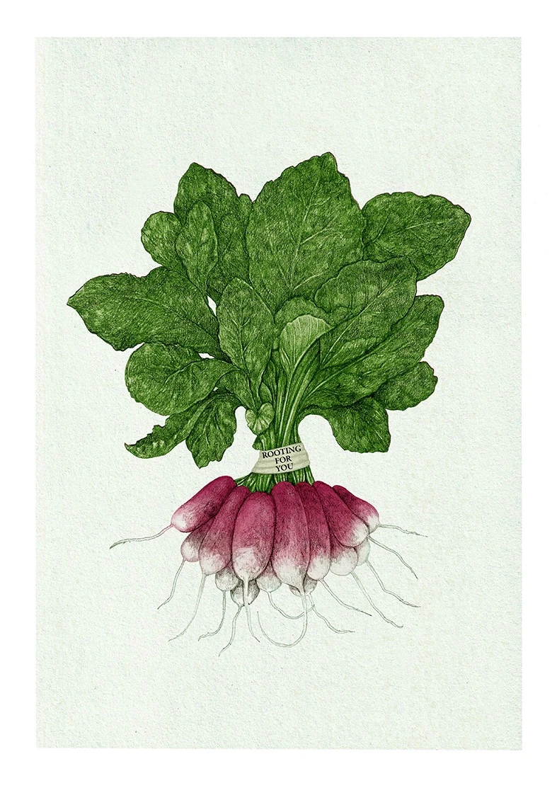 Illustration botanique d'une botte de radis roses aux fanes vertes, avec une étiquette portant l'inscription « Rooting for you »