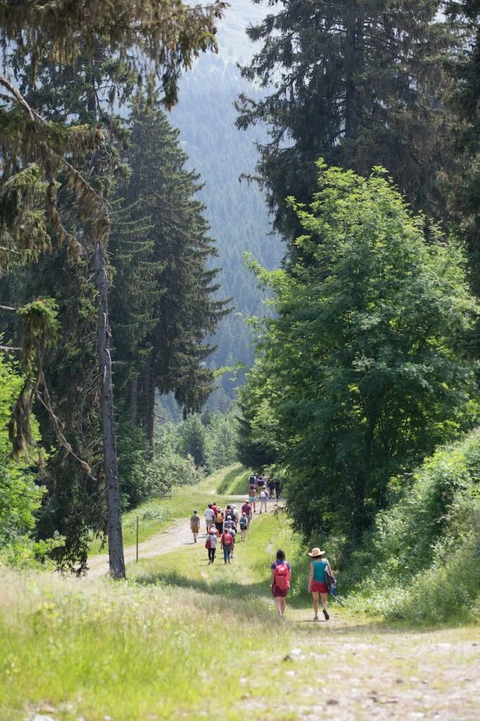 Des randonneurs marchent sur un sentier entourés de sapins. 