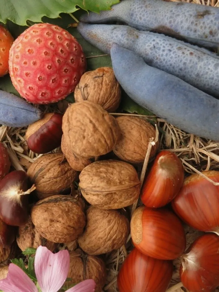 Noix, noisettes et marrons de la forêt gourmande