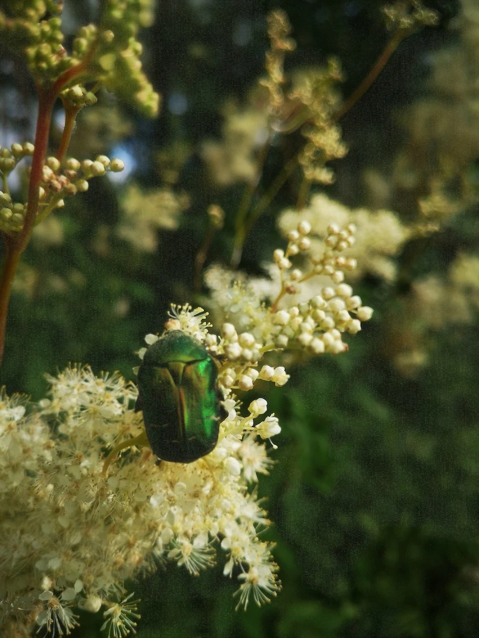 Gros plan sur un scarabée vert métallisé posé sur une ombelle de fleurs blanches de reine-des-prés