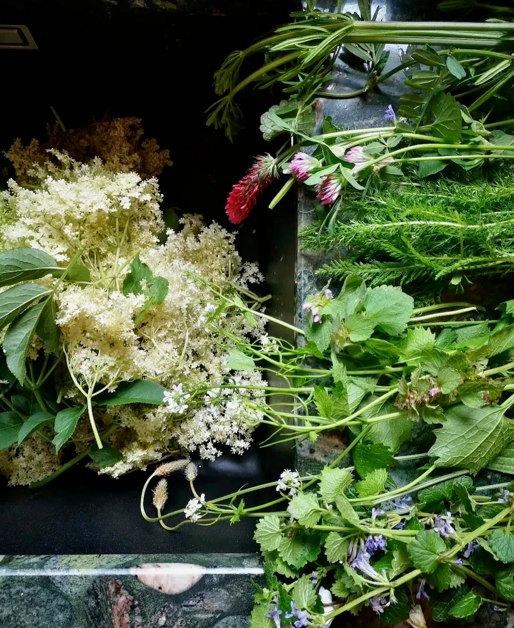 Assortiment de plantes et fleurs sauvages fraîchement cueillies, disposées sur un plan de travail sombre