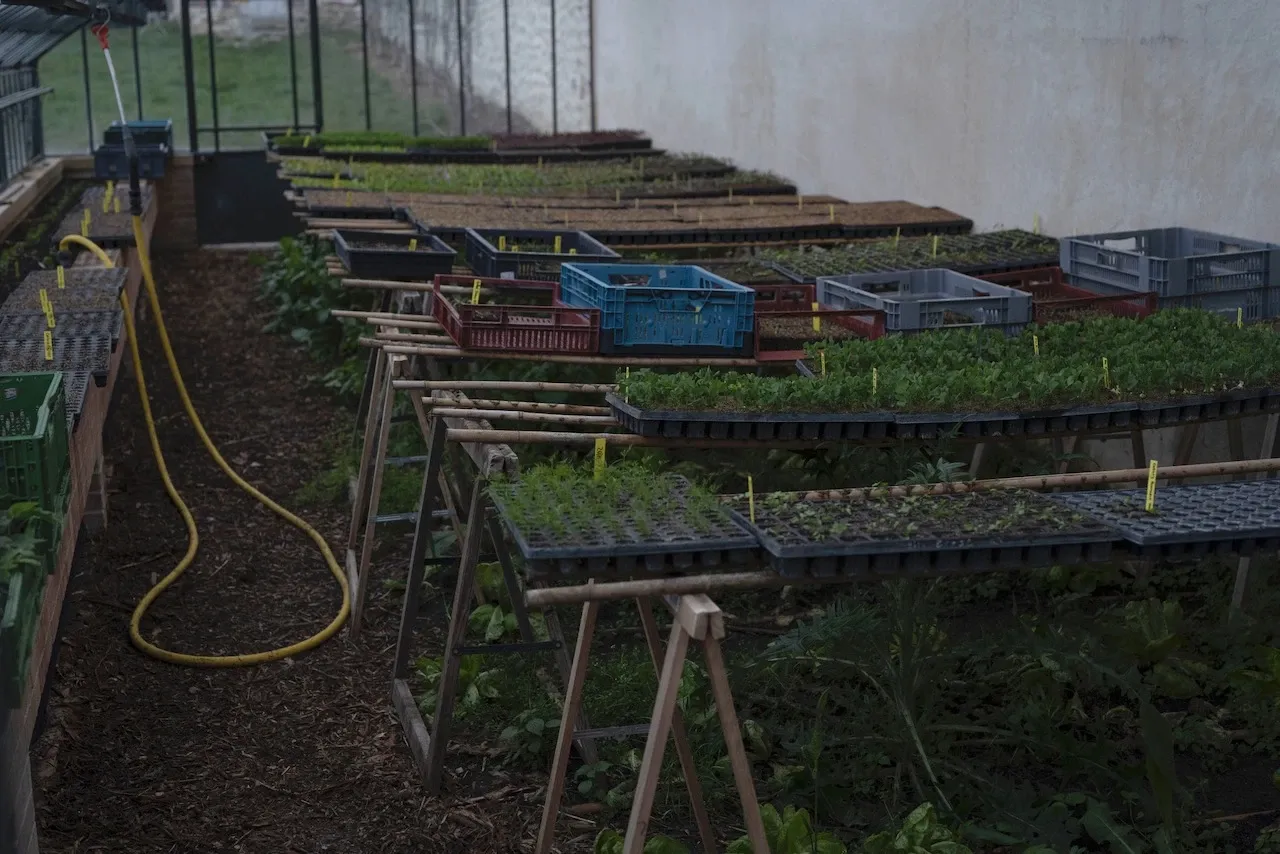 Tables avec semis dans une serre de plantations