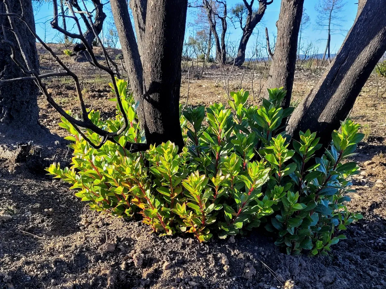 Végétation renaissante au pied d'un arbre après un feu de forêt