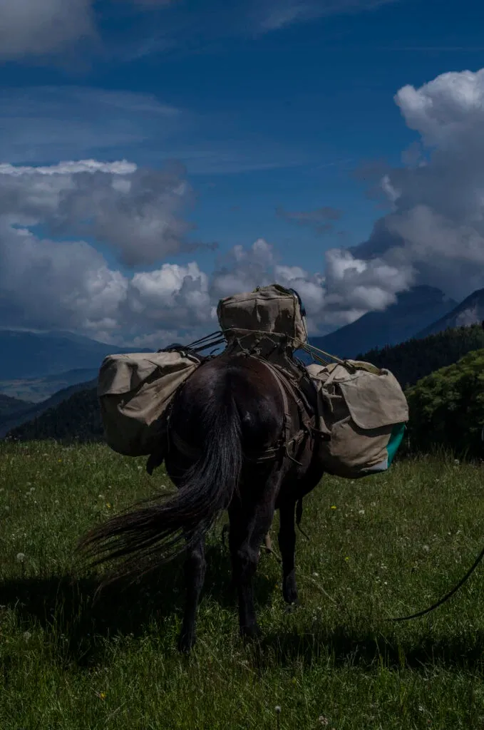 Âne chargé de sacoche sur une colinne avec les montagnes en fond