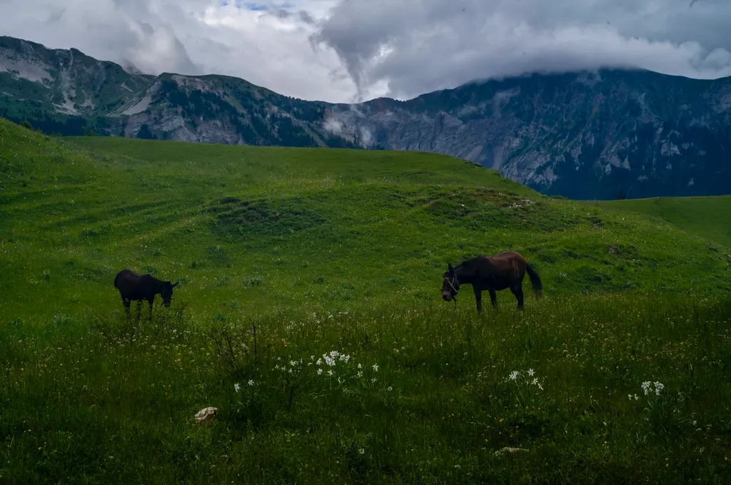 Ânes qui broutent après une randonnée