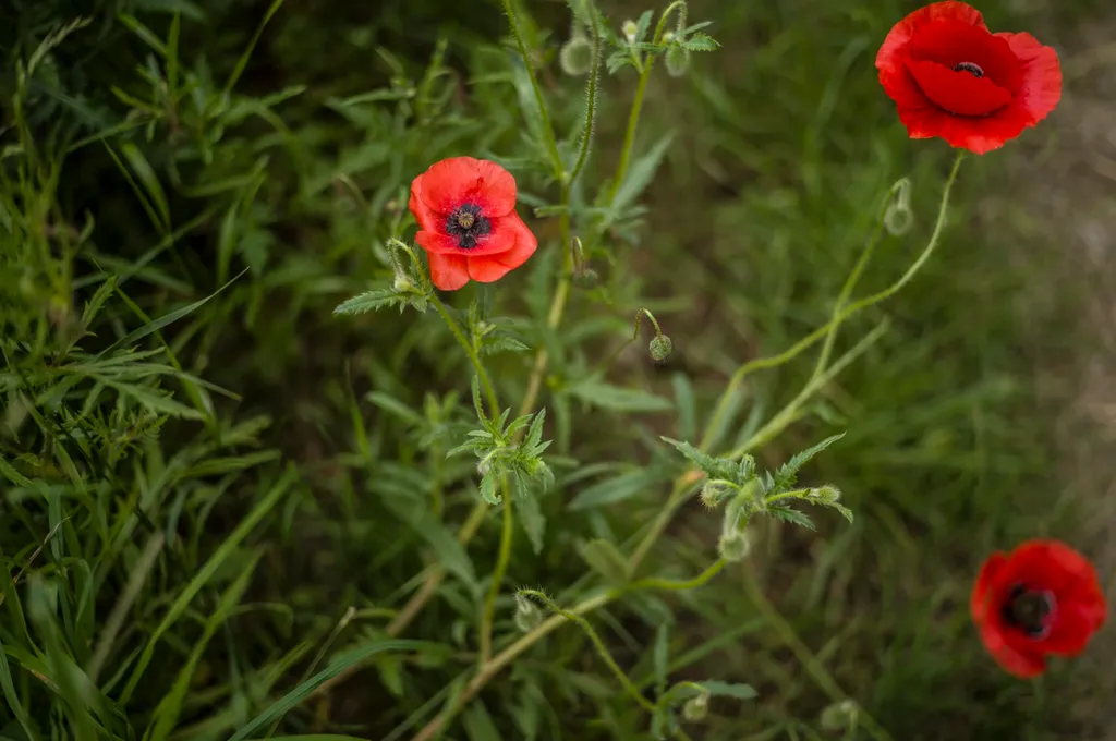 Fleurs de coquelicots observées pendant une randonnée