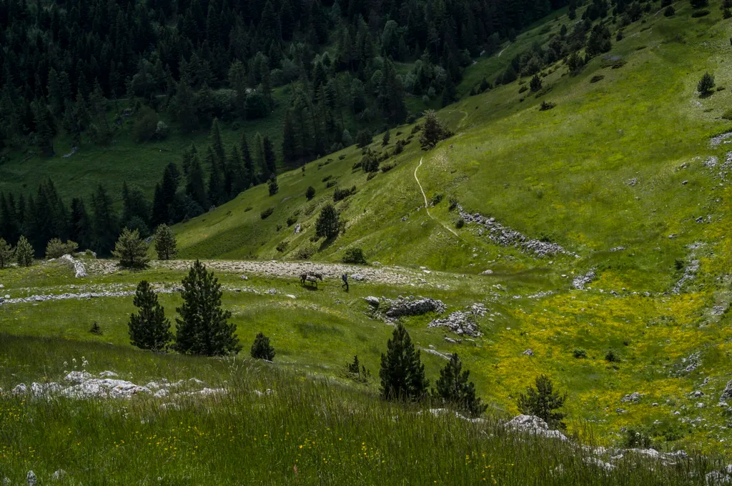 Vallée montagneuse verdoyante