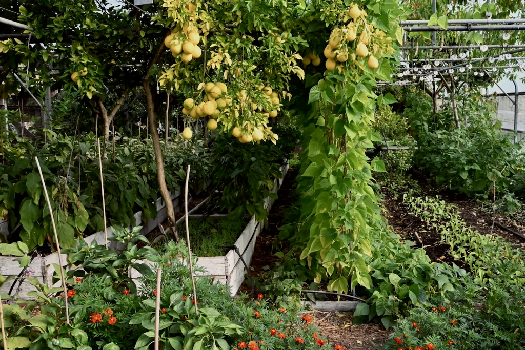Intérieur de la serre en agroforesterie, citronnier chargé de fruits, haricots grimpants et planches de légumes en fleurs